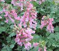 Хохлатка плотная Бет Эванс / Corydalis solida Beth Evans — фото 5