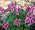 Хохлатка плотная Бет Эванс / Corydalis solida Beth Evans — фото 6
