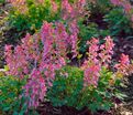 Хохлатка плотная Бет Эванс / Corydalis solida Beth Evans — фото 7