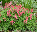 Хохлатка плотная Бет Эванс / Corydalis solida Beth Evans — фото 8