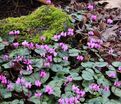 Цикламен косский / Cyclamen coum hybriden — фото 2
