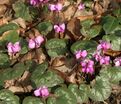 Цикламен косский / Cyclamen coum hybriden — фото 3