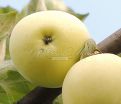 Яблоня 2х-сортовая - Слава Победителям / Белый налив — фото 3