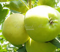 Яблоня 2х-сортовая - Слава Победителям / Белый налив — фото 4
