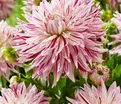 Георгин Авиньон (Dahlia Avignon) — фото 2