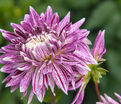 Георгин Авиньон (Dahlia Avignon) — фото 3