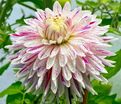 Георгин Авиньон (Dahlia Avignon) — фото 4