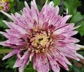 Георгин Авиньон (Dahlia Avignon) — фото 5
