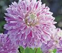 Георгин Авиньон (Dahlia Avignon) — фото 6