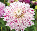 Георгин Авиньон (Dahlia Avignon) — фото 7