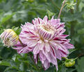Георгин Авиньон (Dahlia Avignon) — фото 8
