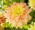 Георгин Адванс (Dahlia Advance) — фото 4