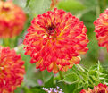 Георгин Айкун (Dahlia Icoon) — фото 2