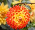 Георгин Айкун (Dahlia Icoon) — фото 3