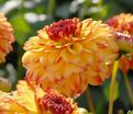 Георгин Айкун (Dahlia Icoon) — фото 5