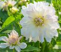 Георгин Айсберг (Dahlia Iceberg) — фото 2