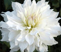 Георгин Айсберг (Dahlia Iceberg) — фото 3