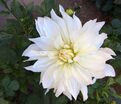 Георгин Айсберг (Dahlia Iceberg) — фото 4