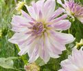 Георгин Айсберг (Dahlia Iceberg) — фото 6