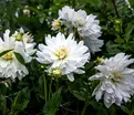 Георгин Айсберг (Dahlia Iceberg) — фото 7