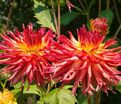 Георгин Айтара Бронвин (Dahlia Aitara Bronwyn) — фото 3