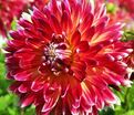 Георгин Акита (Dahlia Akita) — фото 2