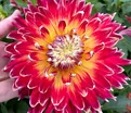 Георгин Акита (Dahlia Akita) — фото 3