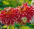 Георгин Акита (Dahlia Akita) — фото 4
