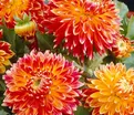 Георгин Акита (Dahlia Akita) — фото 5