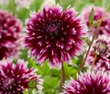 Георгин Алауна Клер Обскур (Dahlia Alauna Clair Obscure) — фото 2