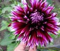 Георгин Алауна Клер Обскур (Dahlia Alauna Clair Obscure) — фото 3