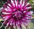 Георгин Алауна Клер Обскур (Dahlia Alauna Clair Obscure) — фото 4