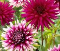 Георгин Алауна Клер Обскур (Dahlia Alauna Clair Obscure) — фото 5