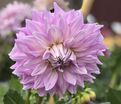 Георгин Алманд Джой (Dahlia Almand Joy) — фото 2