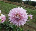 Георгин Алманд Джой (Dahlia Almand Joy) — фото 8