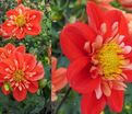 Георгин Альстергрус (Dahlia Alstergruss) — фото 3