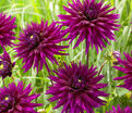 Георгин Амбишн (Dahlia Ambition) — фото 2
