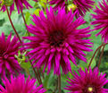Георгин Амбишн (Dahlia Ambition) — фото 3