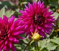 Георгин Амбишн (Dahlia Ambition) — фото 4