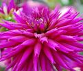 Георгин Амбишн (Dahlia Ambition) — фото 5