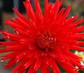 Георгин Апачи (Dahlia Apache) — фото 4