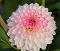 Георгин Арбатакс (Dahlia Arbatax) — фото 2
