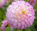 Георгин Арбатакс (Dahlia Arbatax) — фото 3