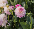 Георгин Арбатакс (Dahlia Arbatax) — фото 5