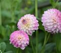 Георгин Арбатакс (Dahlia Arbatax) — фото 6
