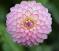 Георгин Арбатакс (Dahlia Arbatax) — фото 7