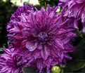 Георгин Арт Акт (Dahlia Art Act) — фото 2