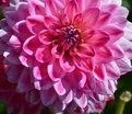 Георгин Артур Хамбли (Dahlia Arthur Hambley) — фото 2