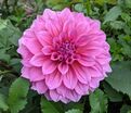Георгин Артур Хамбли (Dahlia Arthur Hambley) — фото 3