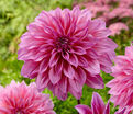 Георгин Артур Хамбли (Dahlia Arthur Hambley) — фото 4
